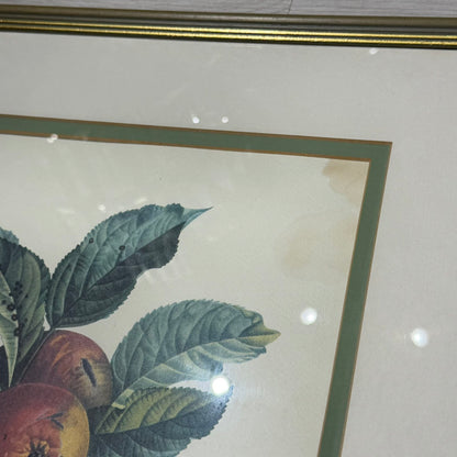 Κορνιζαρισμένη Βοτανική Εκτύπωση Μήλου (Malus) – Διακοσμητικός Πίνακας